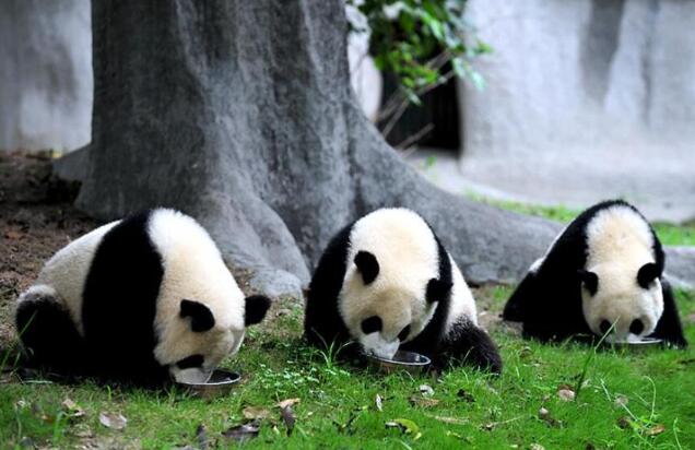 大熊猫是几级保护动物？大熊猫现在总共有多少只？