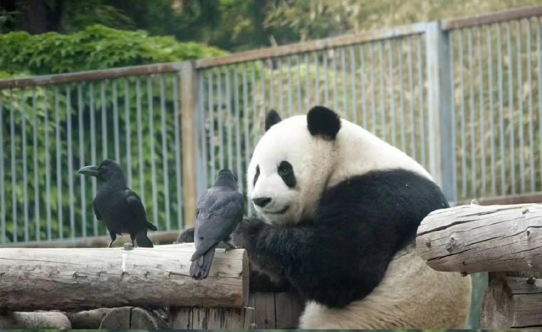 大熊猫的智商有多高？熊猫的寿命有多长？