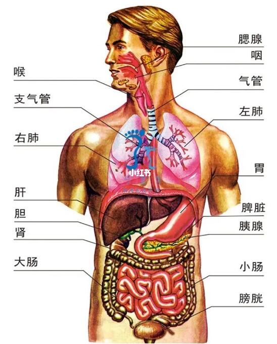 人体总共有多少器官？人体的主要器官有哪些？
