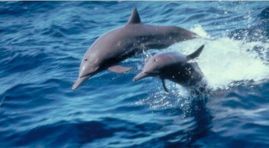同样是哺乳动物，为什么海豚和鲸可以在水里生活而人类不行？