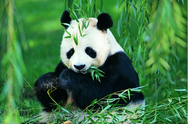 大熊猫吃什么品种的竹子？